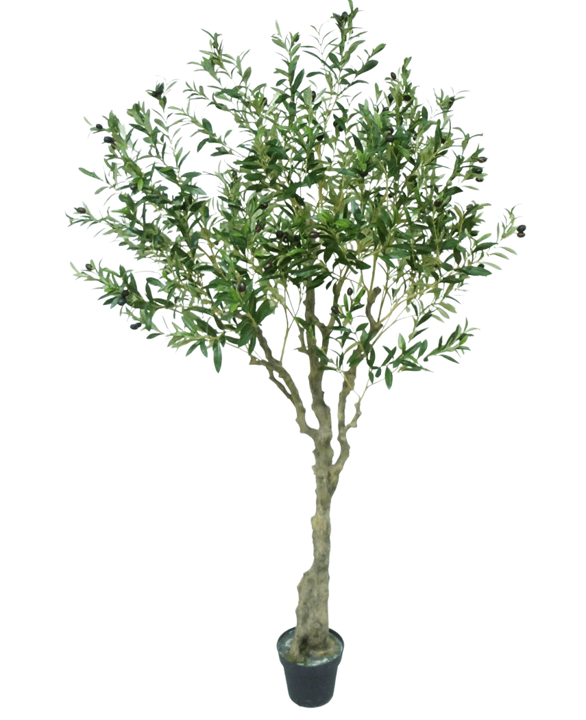 De Kunst Olijfboom 200 cm heeft een slanke lichtbruine stam, talloze groene bladeren en kleine donkere olijven op de takken. Tegen een witte achtergrond oogt deze kunstolijfboom levensecht.
