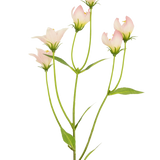 De Kunstbloem Aster 60 cm roze heeft een steel met meerdere lichtroze, klokvormige bloemen en groene bladeren. De delicate kunstbloemblaadjes hebben subtiele kleurverlopen en zachte randen tegen een witte achtergrond.