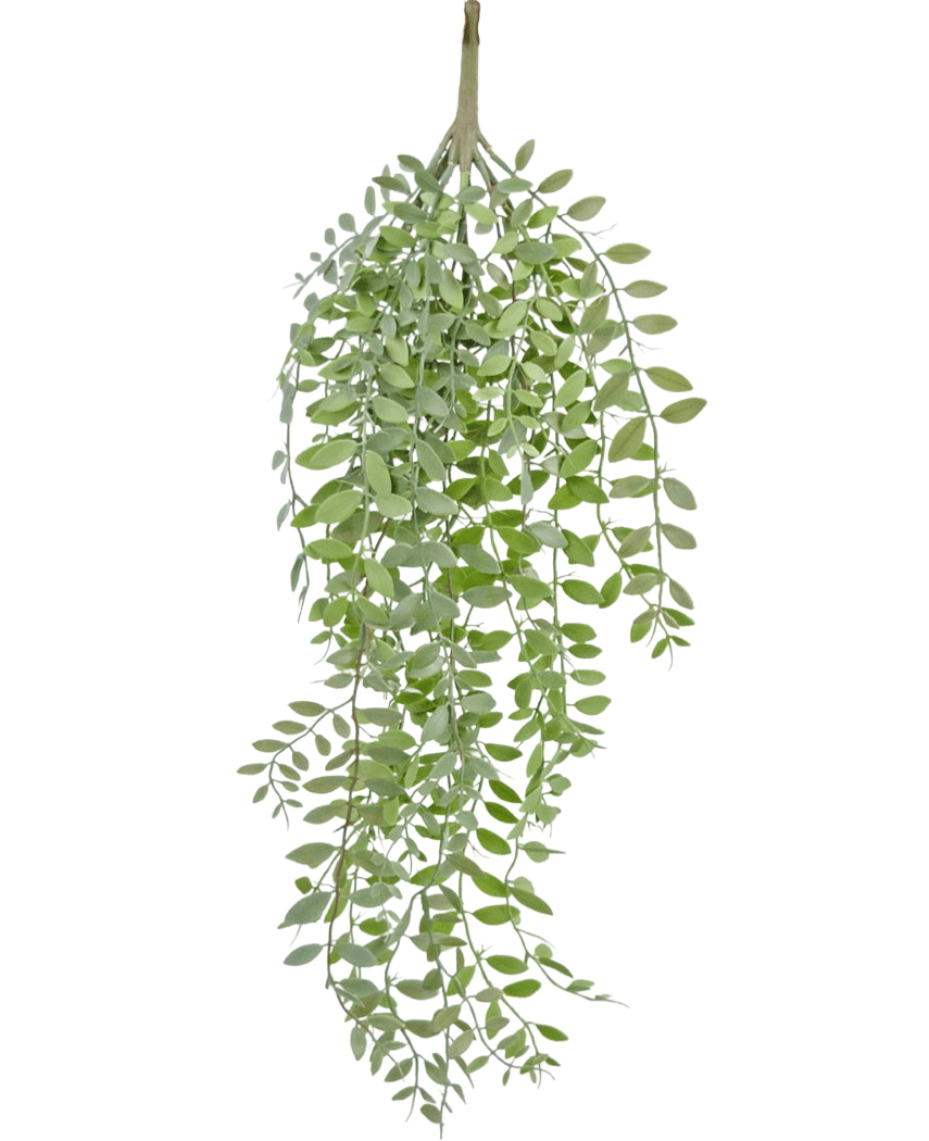 De Kunst hangplant Pumila/Eucalyptus 76 cm heeft groene, smalle bladeren en slanke stengels die naar beneden vallen tegen een effen witte achtergrond.