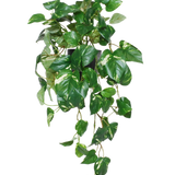 De Kunst Hangende goudrank in pot 50 cm UV heeft levendige groene, hartvormige bladeren en slingerende ranken in een zwarte pot, perfect om een levendig accent toe te voegen aan elke ruimte.