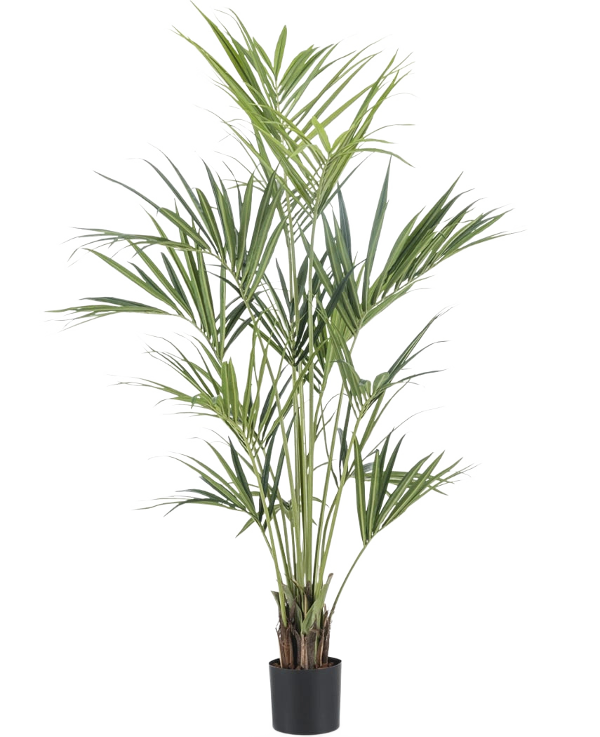 De Kunstplant Kentia Palm 180 cm heeft lange, slanke groene bladeren en meerdere dunne stelen in een zwarte pot, tegen een effen witte achtergrond.