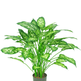 De Kunstplant Dieffenbachia 75 cm is een groene potplant met grote, puntige bladeren met lichtgroene en witte bonte schakering, afgebeeld tegen een effen witte achtergrond.