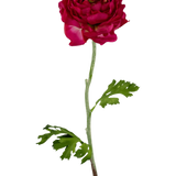 De Kunstbloem Ranonkel 51 cm donkerroze is een kunstmatige donkerroze ranonkel met gelaagde bloemblaadjes, een lange groene steel en diep gelobde groene bladeren, geïsoleerd afgebeeld op een witte achtergrond.
