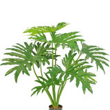 De Kunstplant Philodendron 80 cm is een kunstplant met grote, verdeelde groene bladeren in een kleine zwarte pot, afgebeeld tegen een effen witte achtergrond.