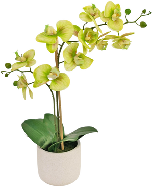 De Kunst Orchidee Real Touch 60 cm groen is een kunstorchidee in pot met lichtgroene en gele bloemen, verschillende groene knoppen op lange stelen en brede donkergroene bladeren in een eenvoudige witte pot.