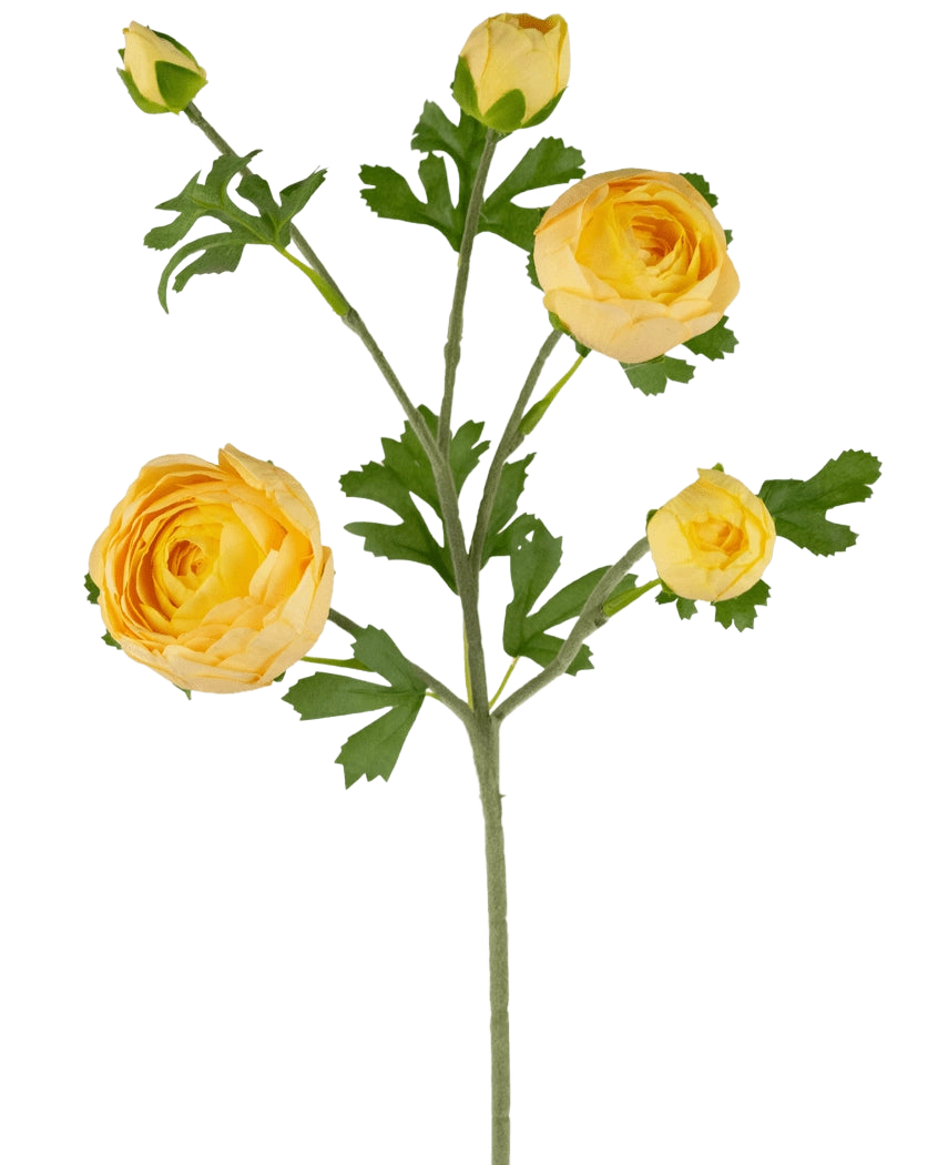 De Ranonkel kunsttak x5 Real Touch geel 62cm heeft een enkele groene steel met meerdere gele ranonkels en knoppen, geaccentueerd door groene bladeren, tegen een witte achtergrond.