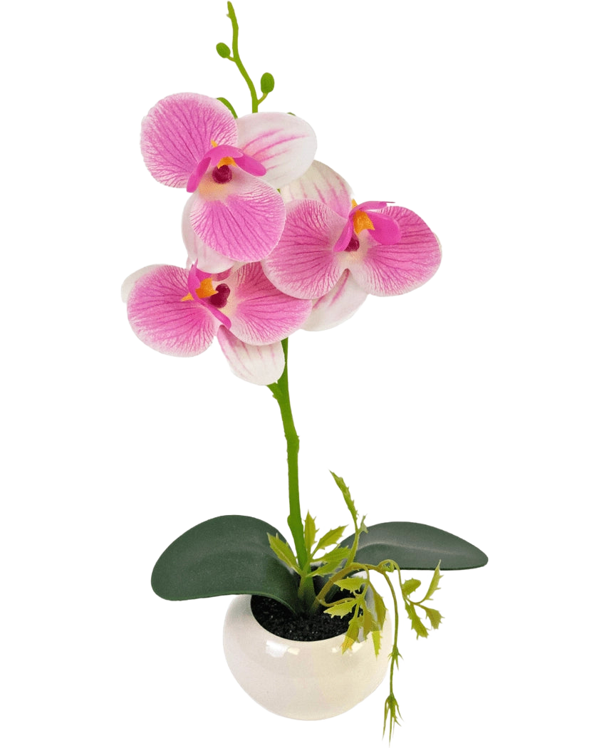 De Kunst Orchidee 28 cm wit/roze in pot heeft een groene orchideeënstengel met levendige roze en witte bloemen en groene bladeren, allemaal gerangschikt in een witte pot van keramiek.