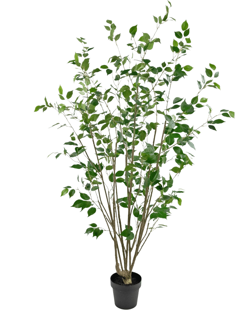 De Kunstplant Ficus 180 cm is een hoge kunstboom in pot met meerdere slanke bruine stammen en dichte groene bladeren tegen een effen witte achtergrond.