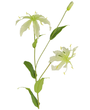 De Kunstbloem Gloriosa 81 cm wit heeft een groene stengel met langwerpige bladeren, twee lichtgroen-witte bloemen met gebogen bloemblaadjes en gele meeldraden, plus een gesloten knop bovenaan.