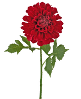 De Kunstbloem Dahlia 50 cm rood heeft een enkele rode dahlia bloem met gelaagde bloemblaadjes en groen gekarteld blad op een lange steel, geïsoleerd tegen een witte achtergrond.