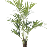 De Kunstplant Kentia Palm 150 cm is een hoge palm in pot met lange, slanke groene bladeren en meerdere stammen, tegen een effen witte achtergrond.