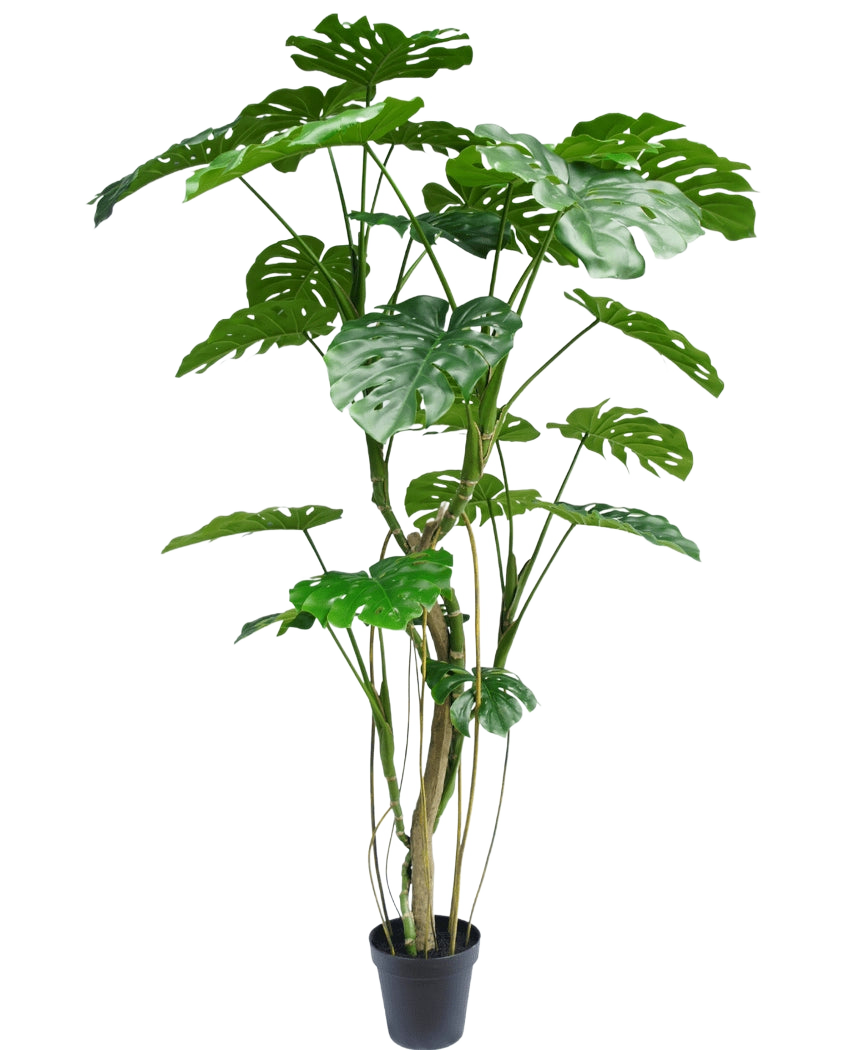 De Kunstplant Monstera 210 cm is een hoge potplant met meerdere lange stelen en grote, glanzende, gespleten groene bladeren die lijken op een echte monstera. Hier afgebeeld tegen een effen witte achtergrond.