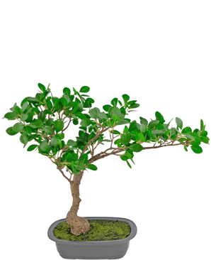 De Kunstplant Bonsai Ficus 40 cm heeft een kleine bonsaiboom met een gebogen stam en dichte groene bladeren in een ondiepe rechthoekige grijze pot, het oppervlak bedekt met mos, tegen een witte achtergrond.