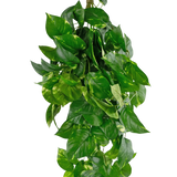 De Kunst hangplant Golden Vine Deluxe 80 cm heeft levendige groene, hartvormige bladeren die naar beneden vallen en een weelderig beeld vormen tegen een effen witte achtergrond.
