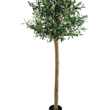 De Kunst olijfboom UV 150 cm van Easyplants heeft een slanke stam, volle groene bladeren en staat in een zwarte pot tegen een witte achtergrond. Deze UV-bestendige kunstplant is perfect voor elke ruimte.