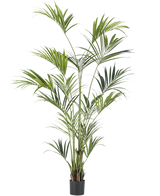 De Kunstpalm Kentia 220 cm heeft lange, slanke groene bladeren en meerdere stammen, die weelderige elegantie toevoegen aan elke ruimte. Tegen een effen witte achtergrond brengt deze hoge kunstpalm tropische flair binnenshuis.