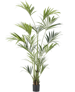 De Kunstpalm Kentia 220 cm heeft lange, slanke groene bladeren en meerdere stammen, die weelderige elegantie toevoegen aan elke ruimte. Tegen een effen witte achtergrond brengt deze hoge kunstpalm tropische flair binnenshuis.