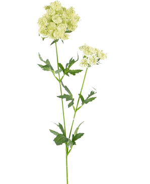 De Kunstbloem Kantbloem 76 cm wit is een enkele kunststengel met trosjes kleine, lichtgroen-witte bloemen en gekartelde, diep gelobde groene bladeren, tegen een effen witte achtergrond.