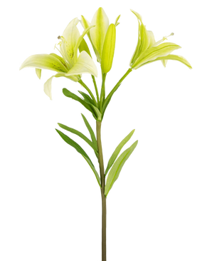 De Kunstbloem Aziatische Lelie 66 cm wit heeft een enkele steel met groene bladeren en drie witte leliebloemen, twee uitgebloeid en één in knop, tegen een witte achtergrond.