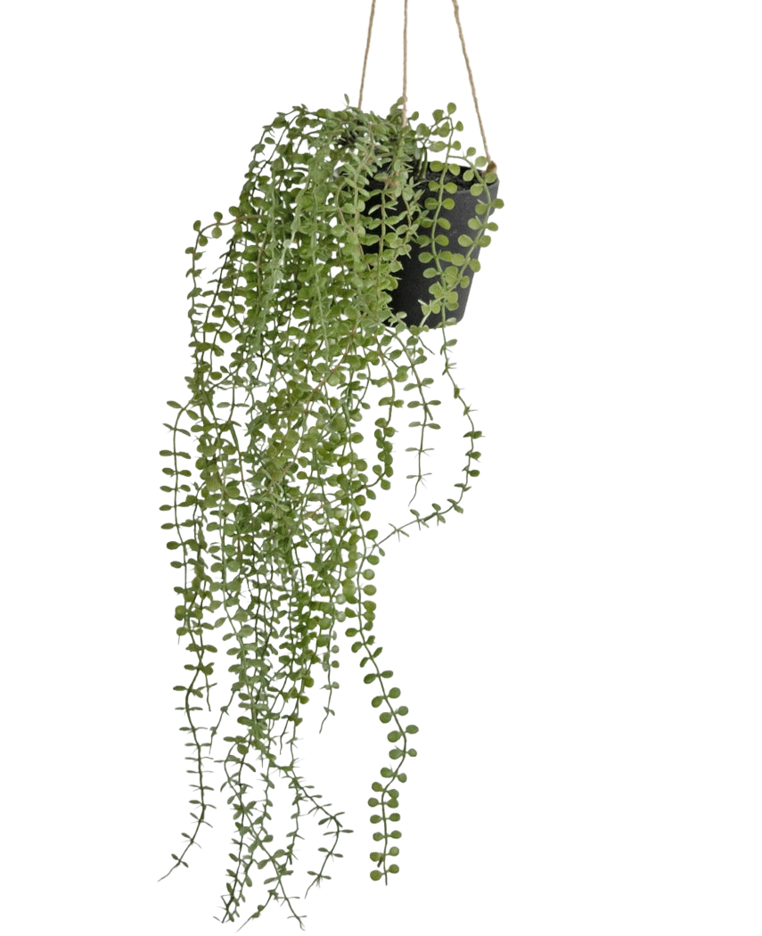 De Kunst hangplant Pumila 81 cm in pot heeft lange, slingerende groene ranken met kleine ronde bladeren in een zwarte hangpot, opgehangen aan beige touwen tegen een effen witte achtergrond.