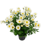 Kunstplant Daisy 31 cm