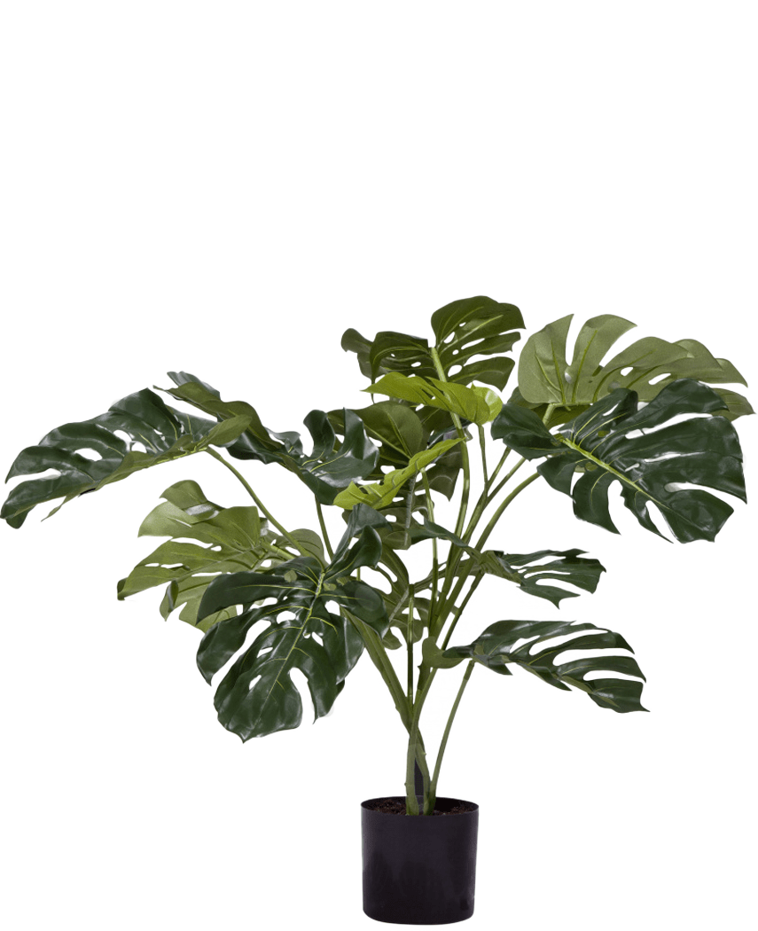 De Kunstplant Monstera 85 cm is een kunstplant met grote, glanzend groene bladeren met kenmerkende splitten en gaten, weergegeven in een eenvoudige zwarte pot tegen een witte achtergrond.