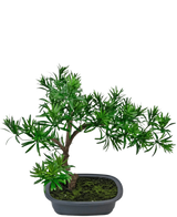 De Kunstplant Bonsai Podocarpus 40 cm heeft een kleine, weelderige groene bonsai met naaldachtige bladeren in een ondiepe ovale zwarte pot met mos, een sierlijk gebogen stam en dicht gebladerte.