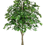 De Kunst Eikenboom 270 cm heeft dichte groene bladeren en een dikke bruine stam in een kleine zwarte pot, tegen een witte achtergrond - perfect als kunstboom voor binnen.