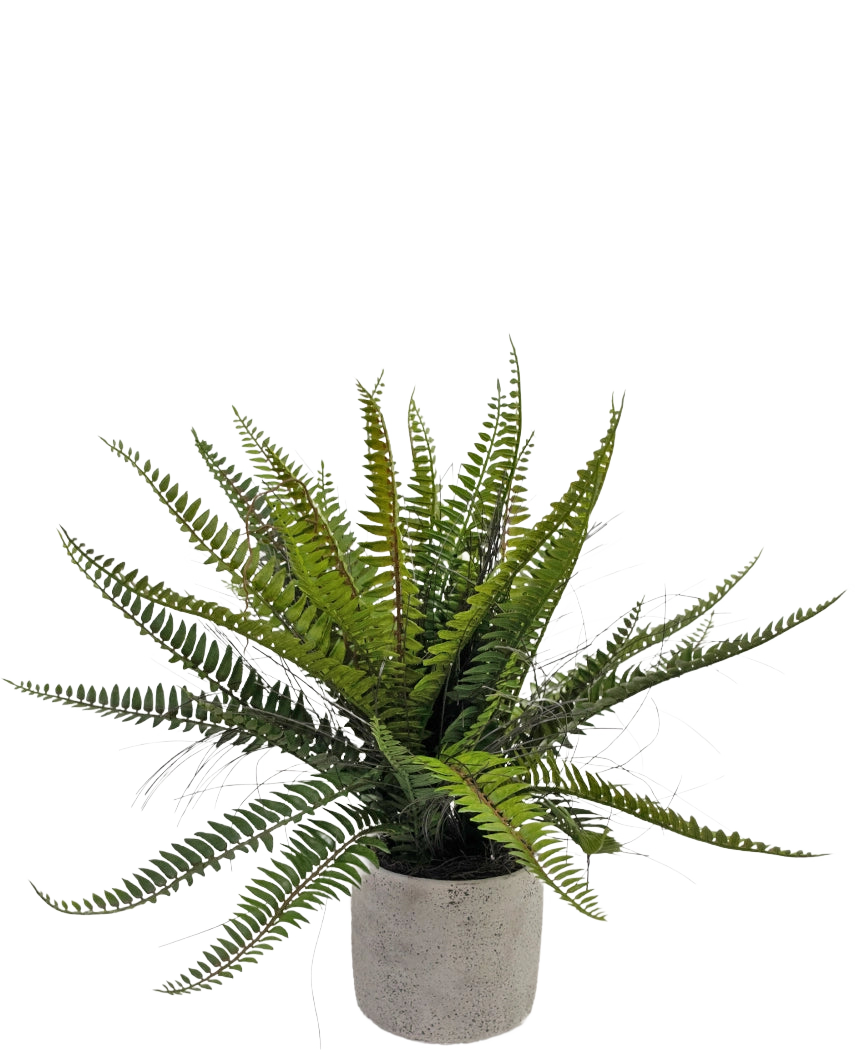 De Kunstplant Boston Varen 48 cm in sierpot is een realistische groene varenplant gepresenteerd in een decoratieve betonnen pot, tegen een witte achtergrond.