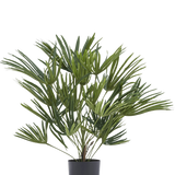 De Kunstplant Baby Palm Fan in pot UV 50 cm heeft lange, slanke groene bladeren in een stijlvolle pot - ideaal om een elegant tintje aan je interieur te geven of om te combineren met sierpotten voor extra flair.