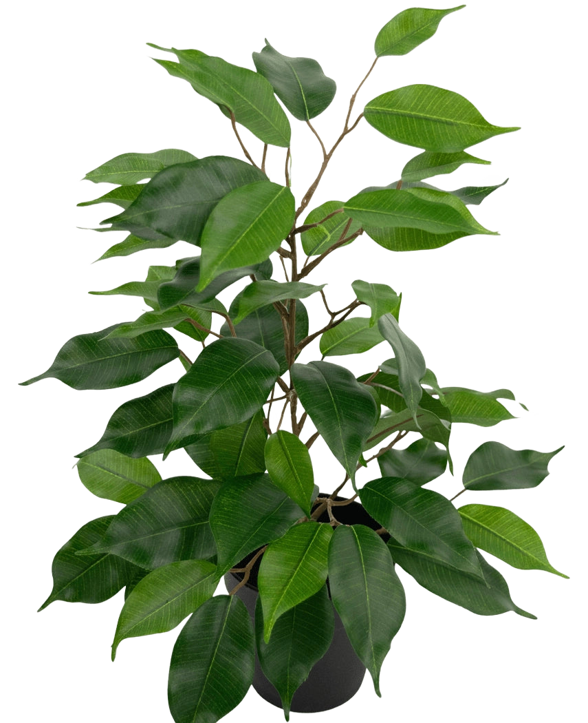 De Kunstplant Ficus in Pot 40 cm heeft talrijke groene bladeren en slanke bruine stelen tegen een effen witte achtergrond.