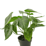 De Kunstplant Swan 27 cm is een potplant met grote, hartvormige groene bladeren met prominente lichtgekleurde nerven, in een eenvoudige zwarte pot tegen een effen witte achtergrond.