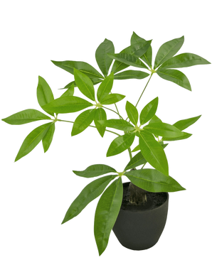Een Kunst Pachira kunstplant van 30 cm met glanzend groene palmbladeren staat in een ronde zwarte plantenbak tegen een effen witte achtergrond.