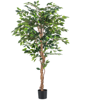 De Kunstplant Ficus Groen 180 cm is een hoge kunstplant met weelderige groene bladeren en een gedraaide bruine stam, weergegeven in een kleine sierpot tegen een witte achtergrond.