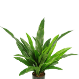 De Kunstplant Bird's Deluxe 60 cm is een groene kamerplant in pot met lange, smalle, puntige bladeren in een zwarte pot tegen een effen witte achtergrond.