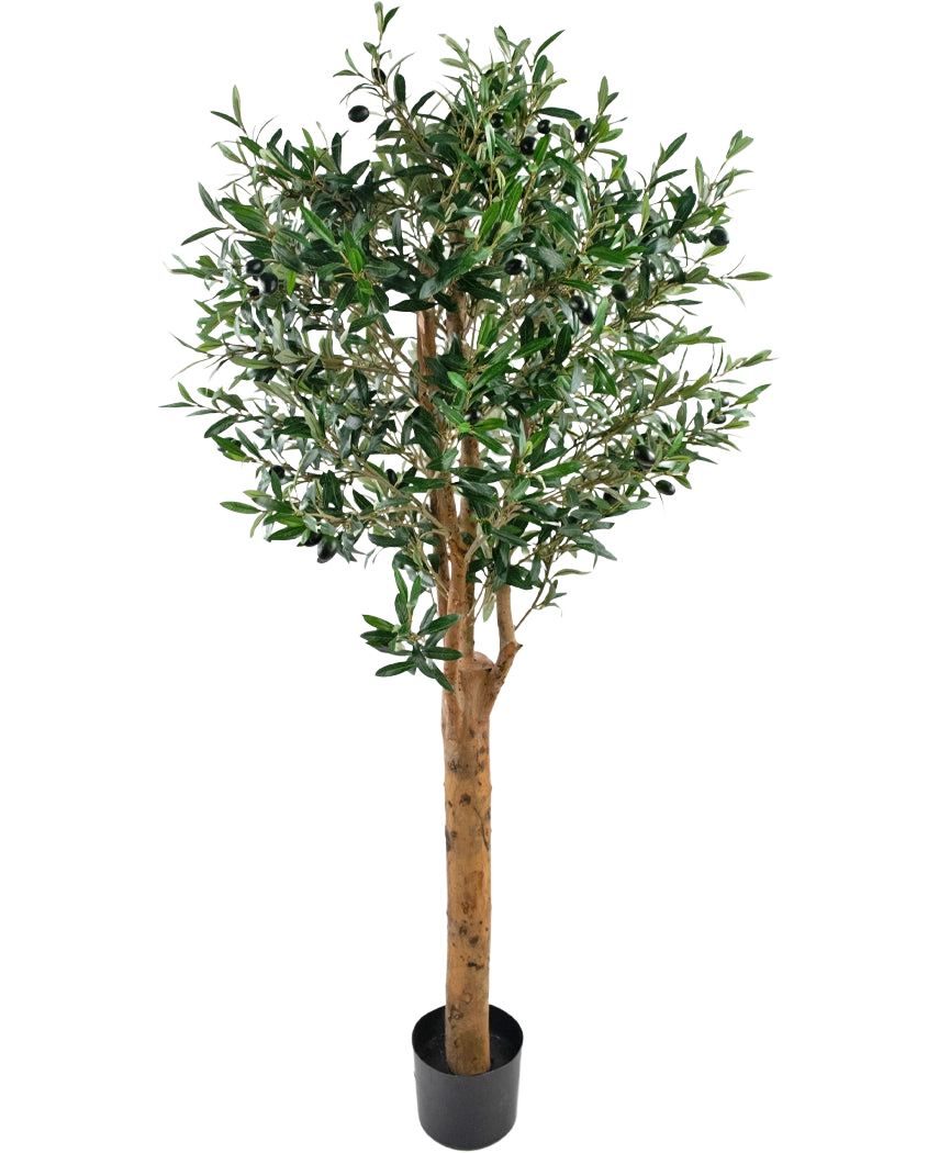 De Kunst olijfboom UV 155 cm is een Easyplants kunstplant in pot met een hoge bruine stam, dichte groene bladeren en kleine zwarte olijven, elegant tegen een effen witte achtergrond.