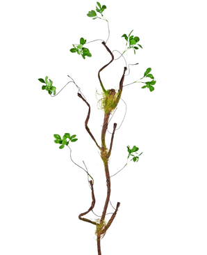 De Kunsttak Enkianthus 100 cm groen heeft een slanke, gedraaide tak met trossen groene bladeren en mosvlekken tegen een witte achtergrond.