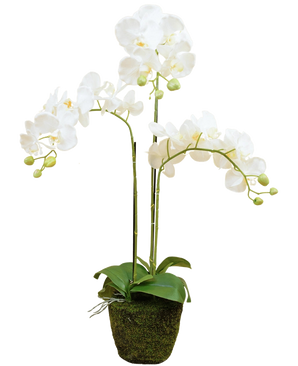 De Kunst Orchidee 58 cm wit heeft twee hoge groene stelen met verschillende witte bloemen en groene knoppen, allemaal gerangschikt in een met mos bedekte pot tegen een effen witte achtergrond.