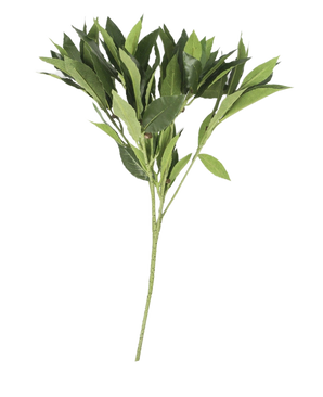 Het Kunstblad Laurier 50 cm groen heeft meerdere langwerpige, puntige groene bladeren op een enkele steel, die lijkt op een tak van een laurierblad. Ideaal om een natuurlijk tintje te geven aan een kunstbloemenarrangement. Weergegeven op een effen witte achtergrond.