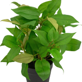 De Kunstplant "House Wanderer" in pot 25 cm heeft levendige groene bladeren in een eenvoudige zwarte pot, tegen een effen witte achtergrond.