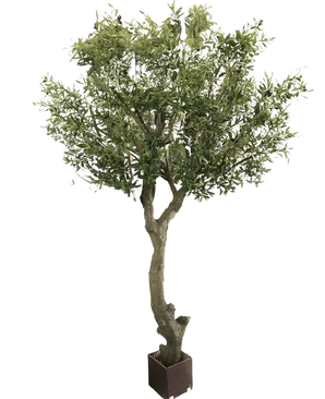 De Kunst Olijfboom zonder olijven 270 cm heeft een dikke, draaiende stam en weelderig groen blad in pot. Onderhoudsvriendelijk en perfect voor elk interieur, afgebeeld tegen een effen witte achtergrond.