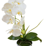 De Kunst Orchidee 50 cm wit in pot heeft meerdere witte bloemen en groene bladeren, in een met mos gevulde witte pot tegen een effen achtergrond.
