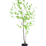 De Kunstplant Enkianthus 150 cm is een hoge potplant met dunne takken en kleine, heldergroene bladeren tegen een effen witte achtergrond.