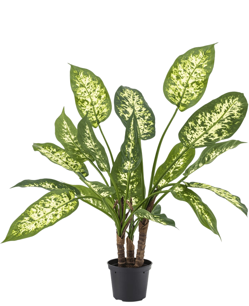 De Kunstplant Dieffenbachia 40 cm, met weelderige groene bladeren en licht geelwitte spikkels, staat elegant in stijlvolle sierpotten tegen een effen witte achtergrond.