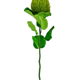 De Kunstbloem Banksia 59 cm groen is een enkele groene zijden bloem met een donzige, ronde bloei en gekartelde bladeren op een lange steel-ideaal voor elke kunstbloemen decoratie en prachtig tegen een effen witte achtergrond.