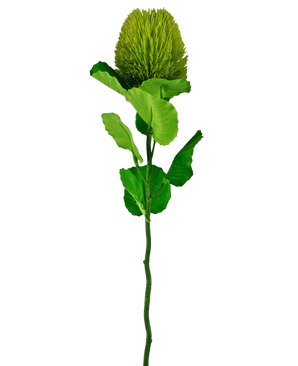 De Kunstbloem Banksia 59 cm groen is een enkele groene zijden bloem met een donzige, ronde bloei en gekartelde bladeren op een lange steel-ideaal voor elke kunstbloemen decoratie en prachtig tegen een effen witte achtergrond.