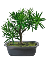 De Kunstplant Bonsai Podocarpus 20 cm heeft een kleine kunstmatige bonsaiboom met dichte, smalle groene bladeren op een enkele stam in een ondiepe ovale pot met daarop realistische aarde en mos.