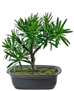 De Kunstplant Bonsai Podocarpus 20 cm heeft dichte groene bladeren en een slanke stam in een ondiepe ovale zwarte pot met mosgrond, tegen een witte achtergrond.