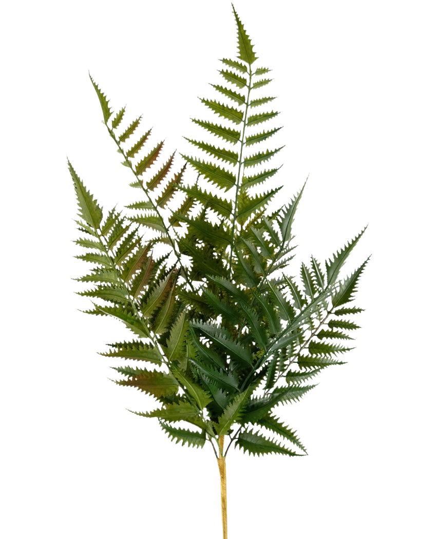 De Kunst Steek Varen 56 cm heeft een enkele stengel met meerdere groene varenbladeren en fijn verdeelde, puntige blaadjes, geïsoleerd op een witte achtergrond.