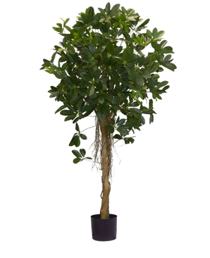 De Kunstplant Schefflera klein blad 150 cm is een kamerplant in pot met een hoge, slanke stam met dichte trossen kleine groene bladeren aan de bovenkant, enkele wortels zichtbaar boven de zwarte pot, tegen een effen witte achtergrond.